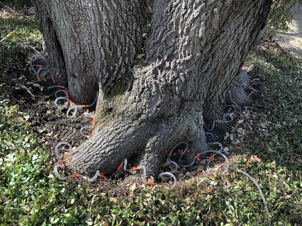 Detailed Tree Cabling and Bracing job site in Port Austin