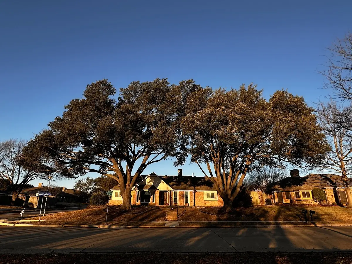 Established residential canopy tree shading a home in Port Austin